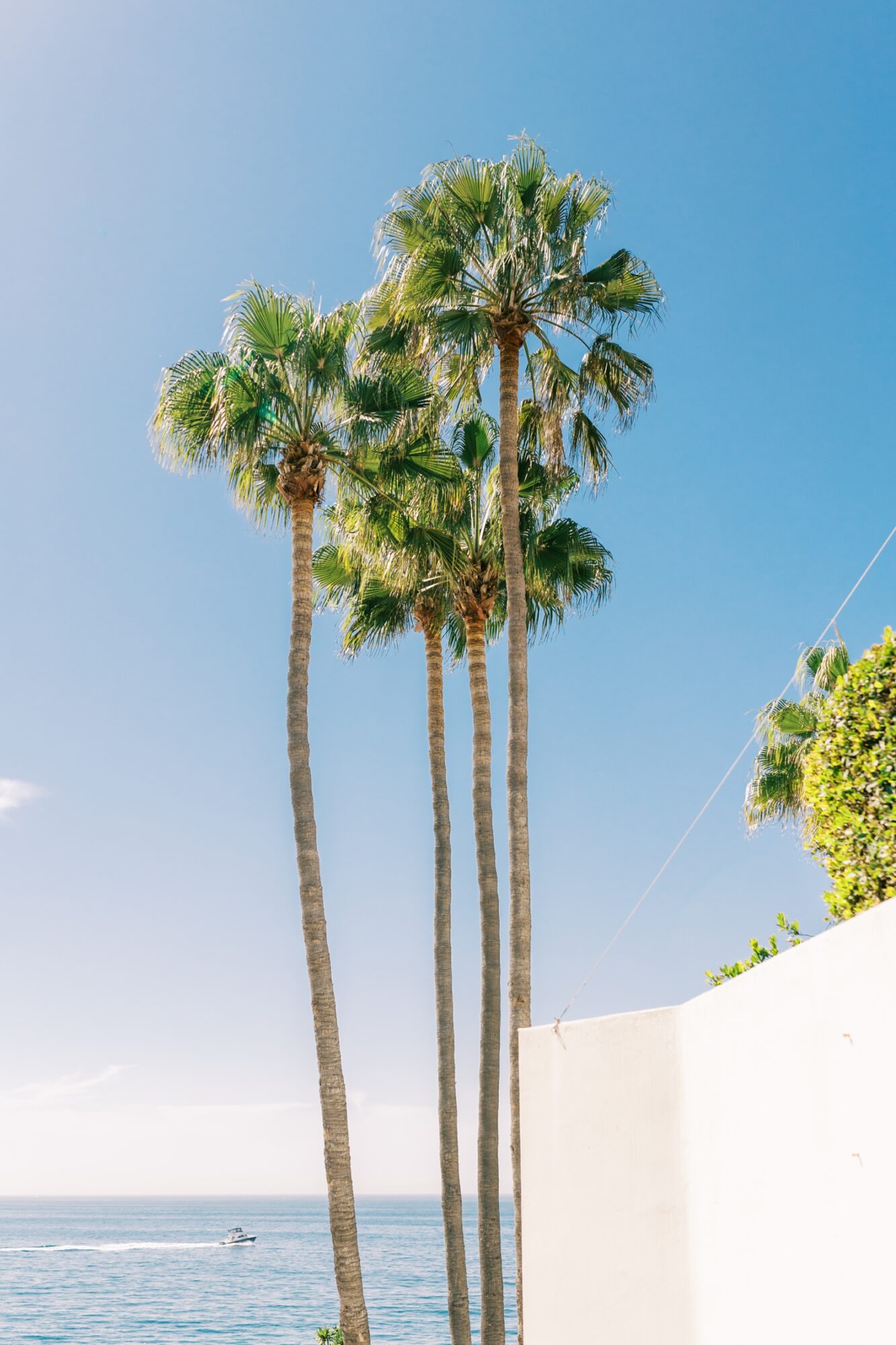 California Palm Trees