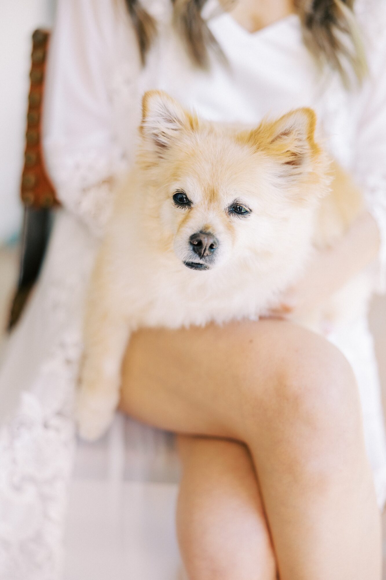 Wedding dog